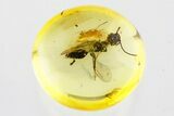 Detailed Fossil Wasp (Bethylidae) In Baltic Amber #346582-1